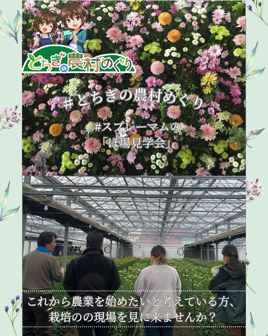 SPマムほ場見学会③