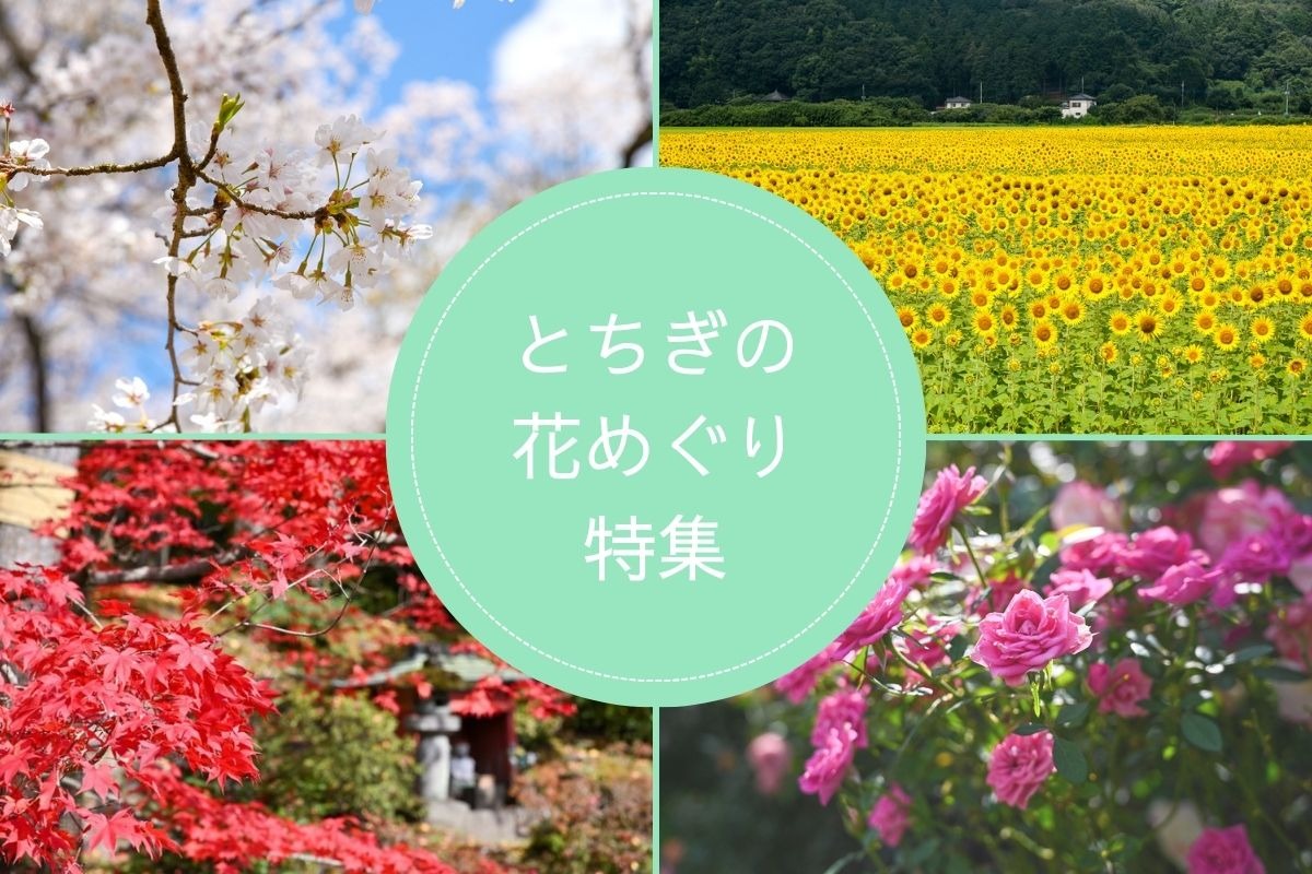 とちぎの花めぐり特集