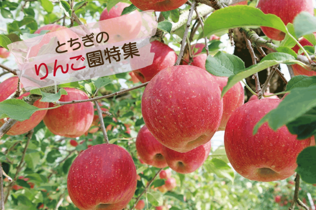 とちぎのりんご園特集！