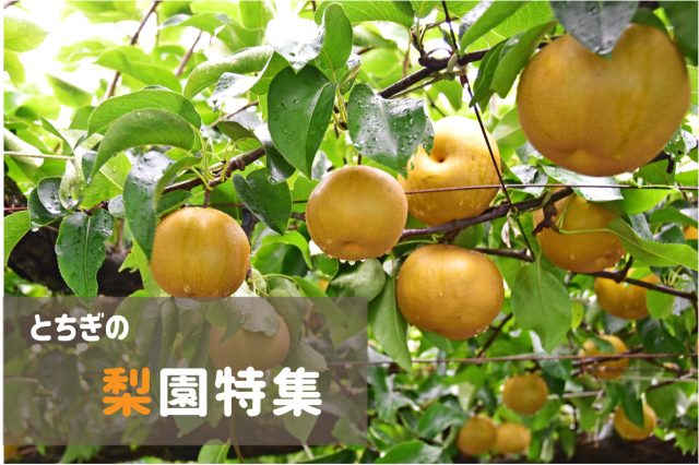 とちぎの梨園特集！
