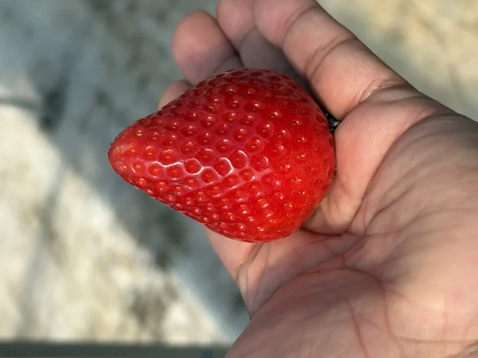 （株）ベリーズバトン
