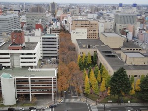 県庁前並木