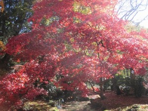 庭園の紅葉