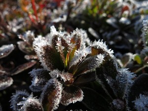 霜が付いて花のように見えるツツジ