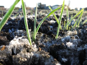 霜の中から元気を芽を出すビール麦