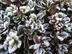 霜が付いて花のように見えるツツジ