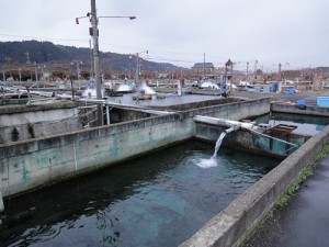 養魚場全景