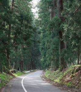 杉並木の風景