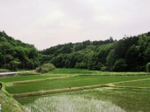 市貝の風景