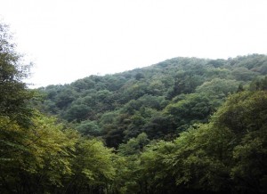 日光の山