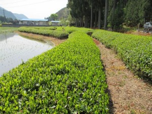 鹿沼の茶畑の風景