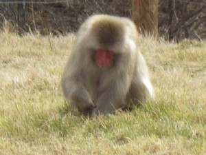 この子はエサやり厳禁（野生のサルです）