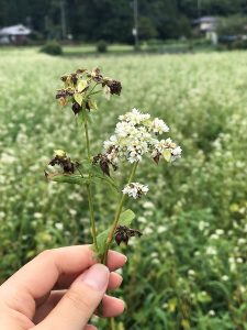 蕎麦の花