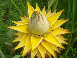 幸運の花