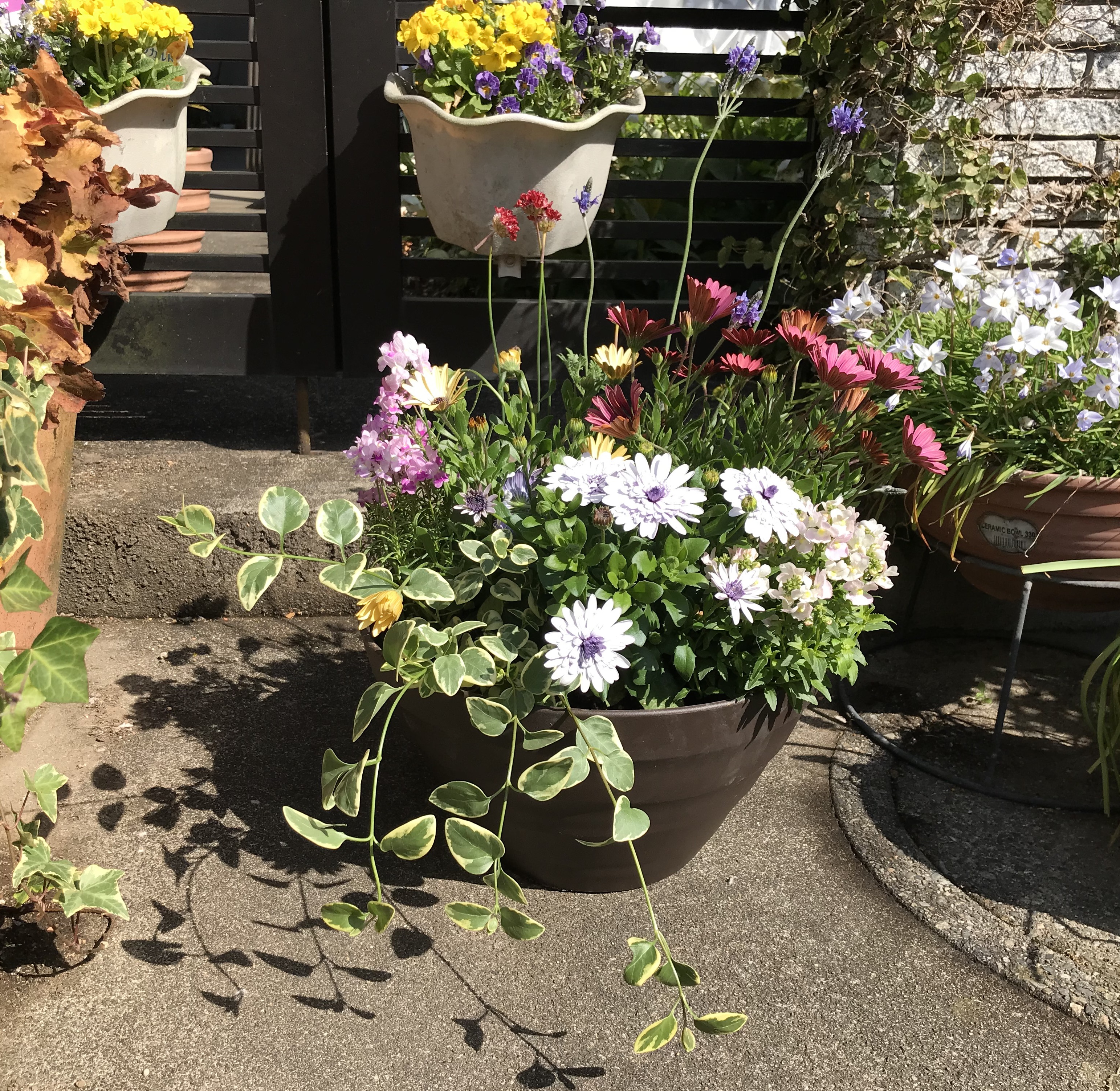 春の花を楽しんでみては 地元産の花で寄せ植えづくり 農政部職員ブログ 栃木のうんまいもの食べ歩き